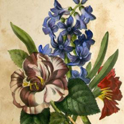 The hyacinth or affection's gift : a Christmas, New Year, and birth-day present, for 1853