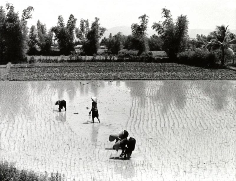 Four people work in a rice field