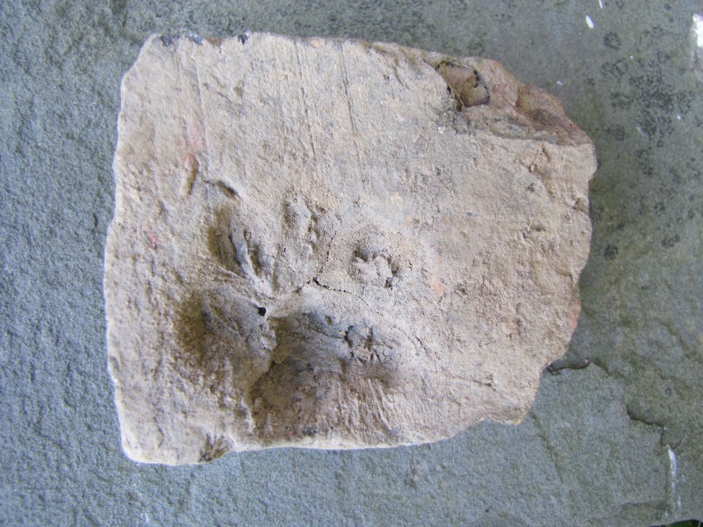 Dog foot print on a handmade brick