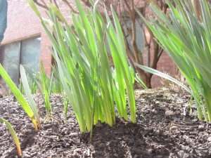 closeup of plant stalks, maybe future daffodils?