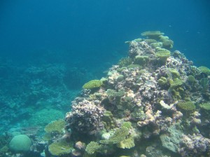 reefscape