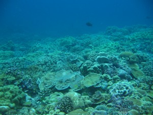 A beautiful reef on Kiritimati in 2010. Recently Kiritimati has been devastated by intense bleaching.