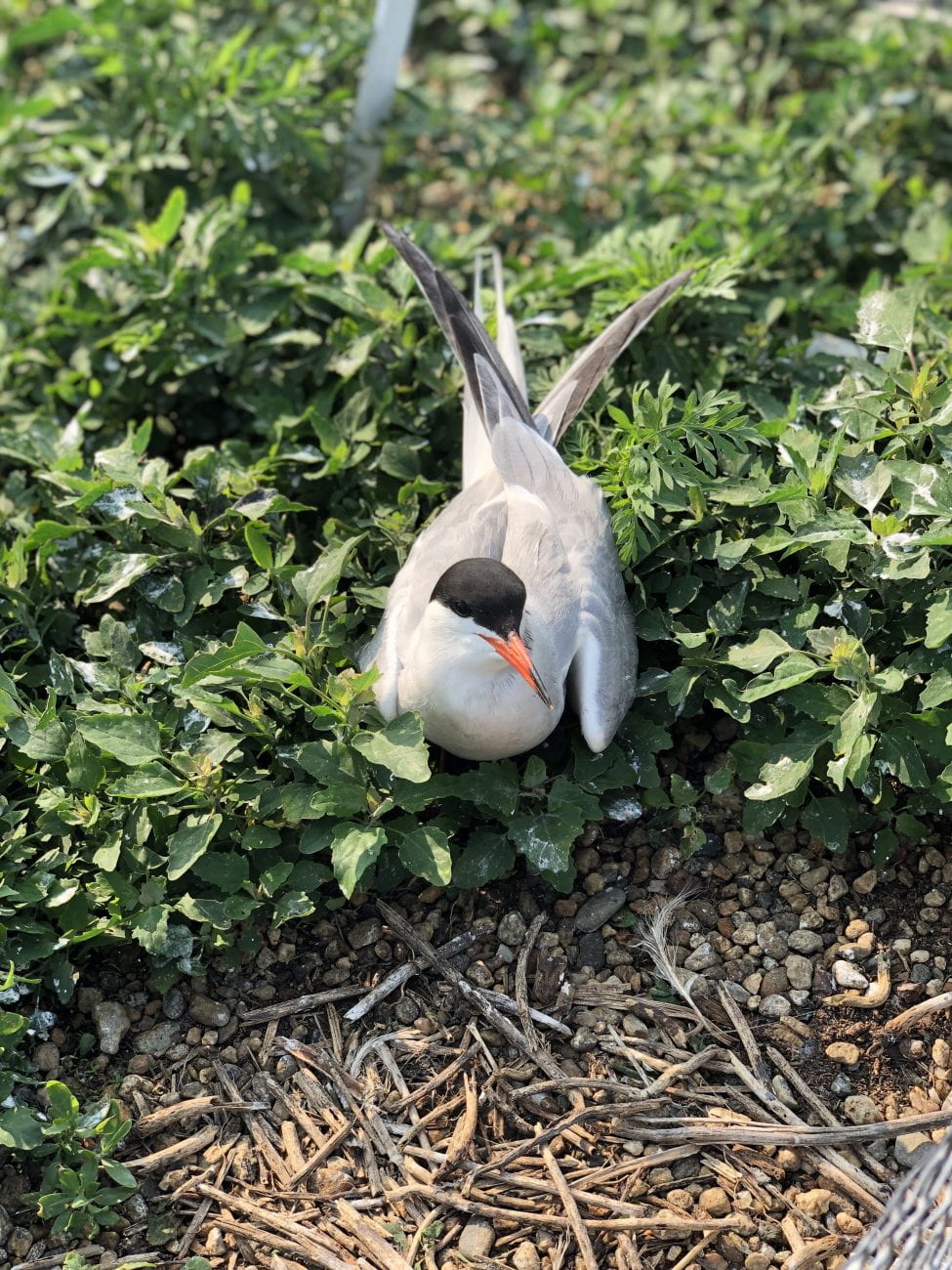 An adult tern | Photo by Nichola Hill